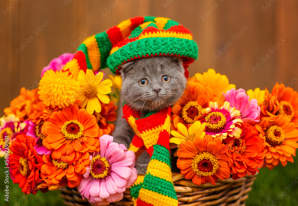 A small gray kitten lying in a basket full of multi-colored dahlias standing on the green grass of the lawn with a multi-colored cap on his head and a scarf around his neck. Cozy autumn concept