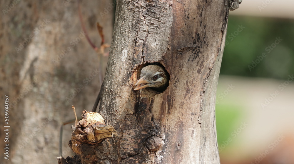 White-cheeked barbet peeping from its nest