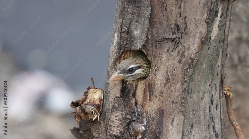 White-cheeked barbet peeping from its nest White-cheeked barbet peeping from its nest