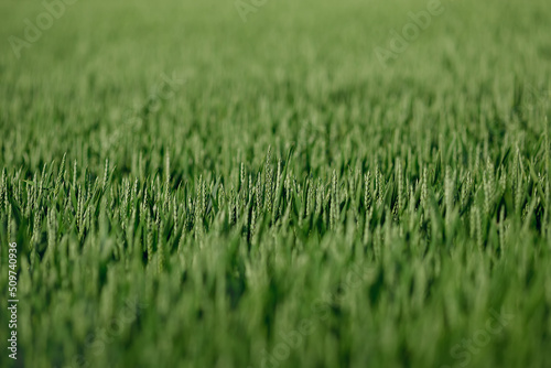 Background of green ears of wheat on an agricultural field