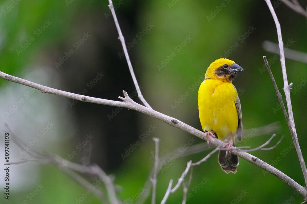 Weaver bird, Yellow Bird on branch tree.