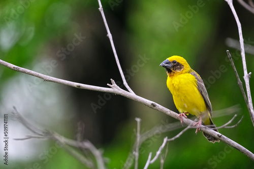 Weaver bird, Yellow Bird on branch tree. 