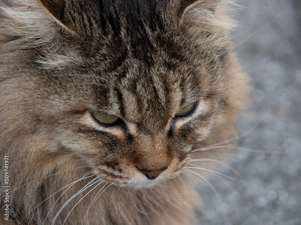 毛並みに貫録のある青島の猫
