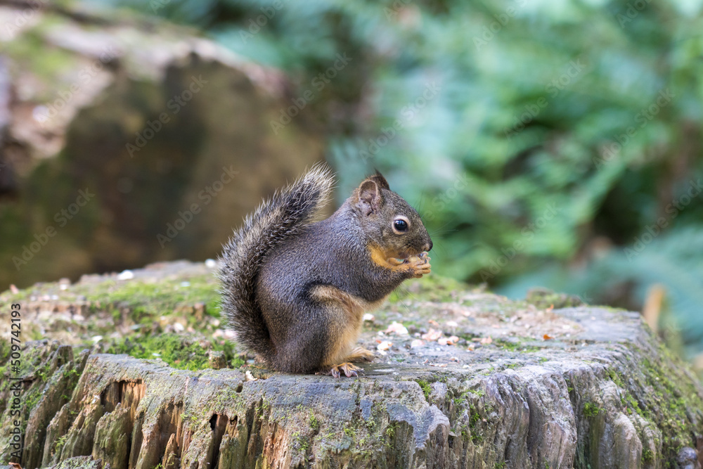 Obraz premium Portrait of a Grey Squirrel eating nut sitting on a tree trunk in the forest.