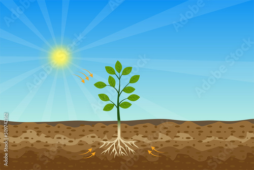 Photosynthesis process with green tree and shiny sun and hard soil vector. A tree gets nutrition from the sun and soil. A green plant is producing oxygen and sugar from the sunlight and minerals.