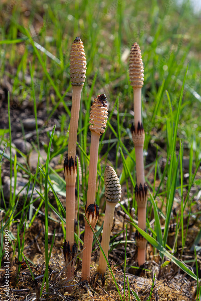 Equisetum arvense, the field horsetail or common horsetail, is an herbaceous perennial plant of the family Equisetaceae. Horsetail plant Equisetum arvense Equisetum arvense, the field horsetail or common horsetail, is an herbaceous perennial plant of the family Equisetaceae. Horsetail plant Equisetum arvense