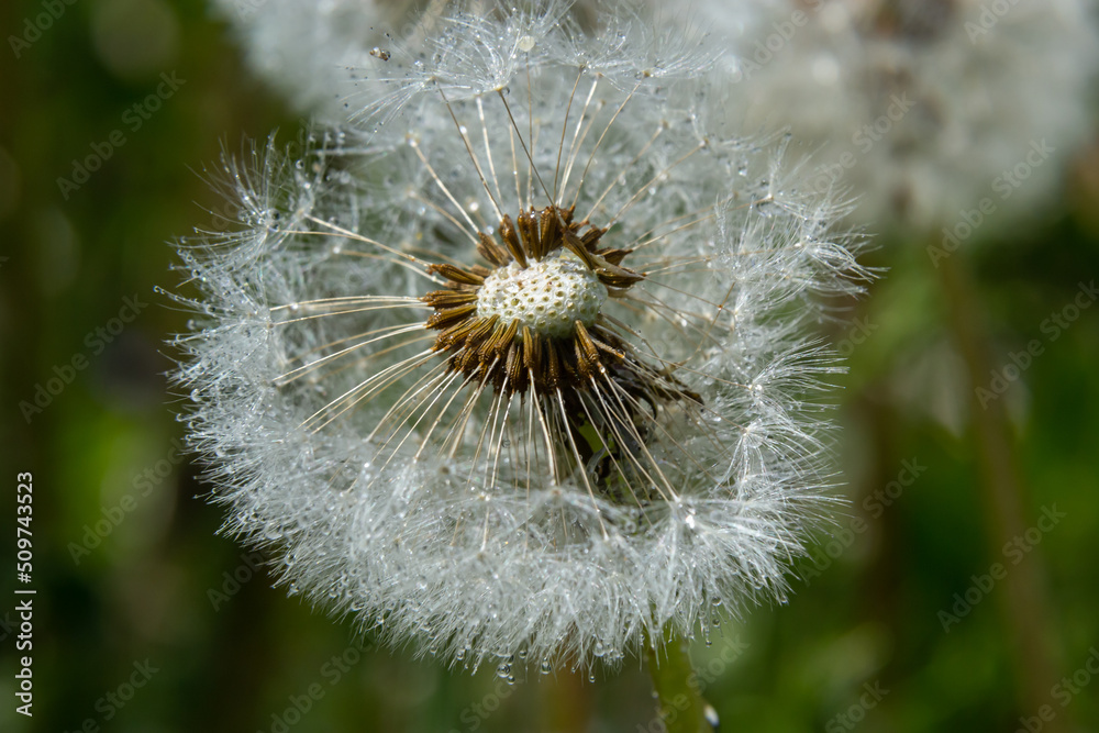 Fototapeta premium Blowball of Taraxacum plant on long stem. Blowing dandelion clock of white seeds on blurry green background of summer meadow. Fluffy texture of white dandelion flower closeup