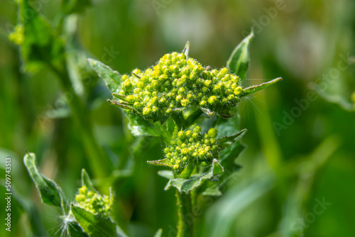 Lepidium draba, Cardaria draba, Hoary Cress, Brassicaceae. Wild plant shot in the spring photo