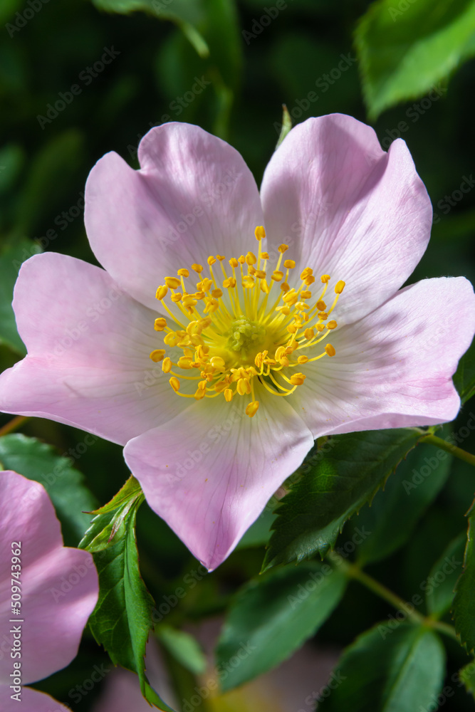 Dog rose Rosa canina light pink flowers in bloom on branches, beautiful wild flowering shrub, green leaves Dog rose Rosa canina light pink flowers in bloom on branches, beautiful wild flowering shrub, green leaves