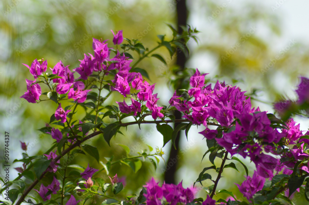 Fototapeta premium Beautiful Purple Flowers Of Bougainvillea Blossoms In The Garden