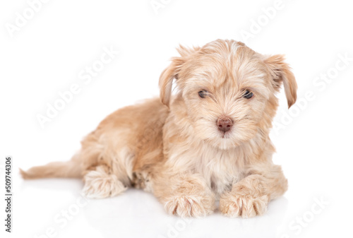 Goldust Yorkshire terrier puppy lying in front view. isolated on white background © Ermolaev Alexandr