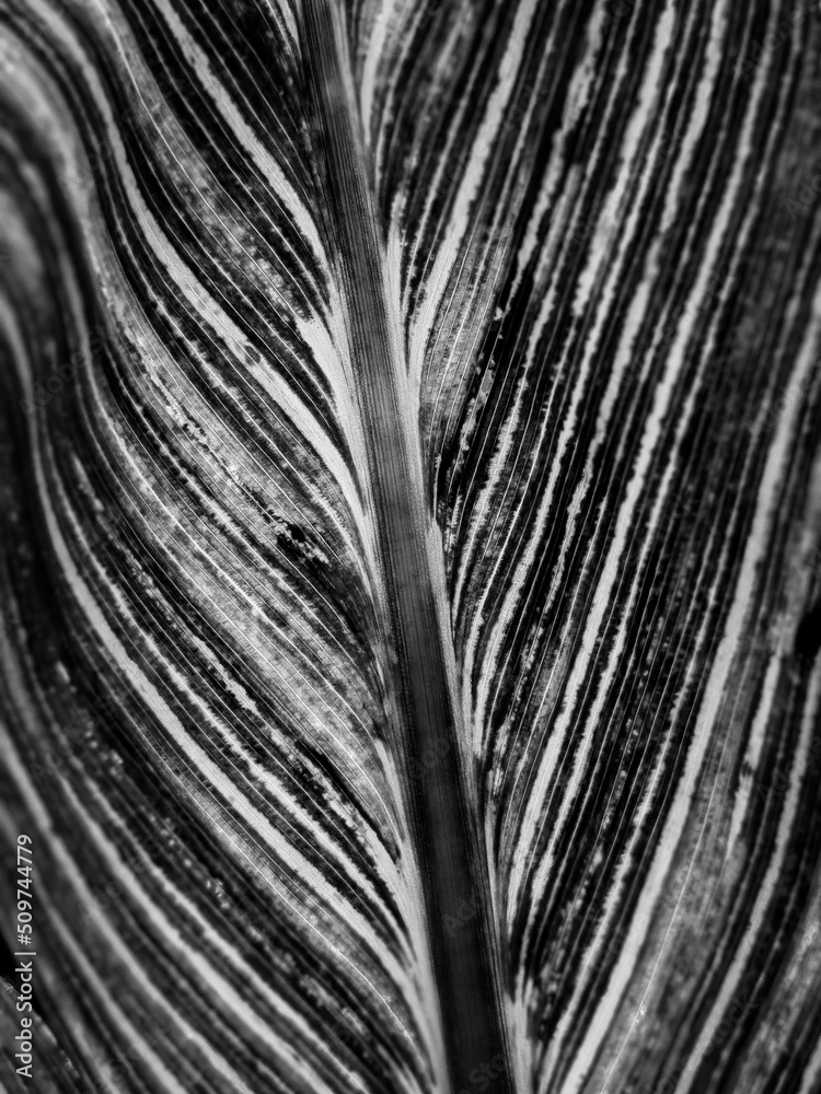 Obraz premium palm tree bark