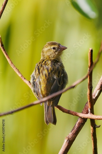 Cute yellow bird perching in front of green yellow background