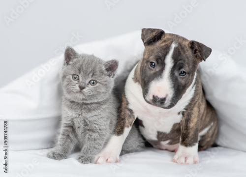 Cute Miniature Bull Terrier puppy and cute kitten sit together under warm blanket on a bed at home