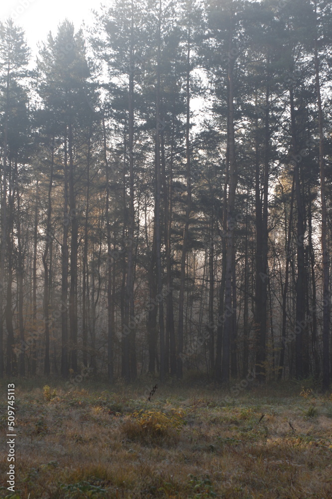 Fototapeta premium Sunrays in the european autumn forest