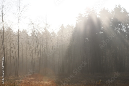 Sunrays in the misty morning forest