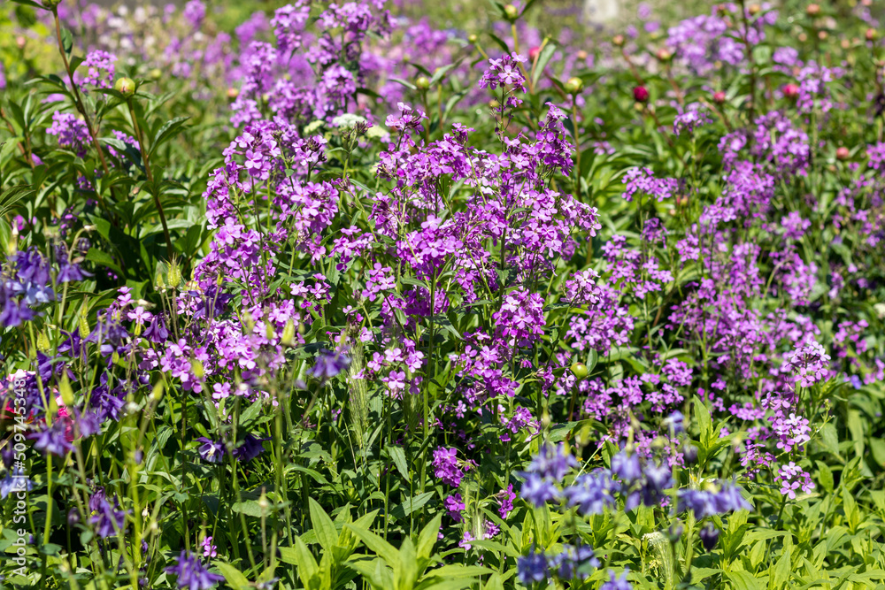 Glade with delicate flowers in shades of lilac and violet. Natural floral background for postcard or presentation. Selective focus.