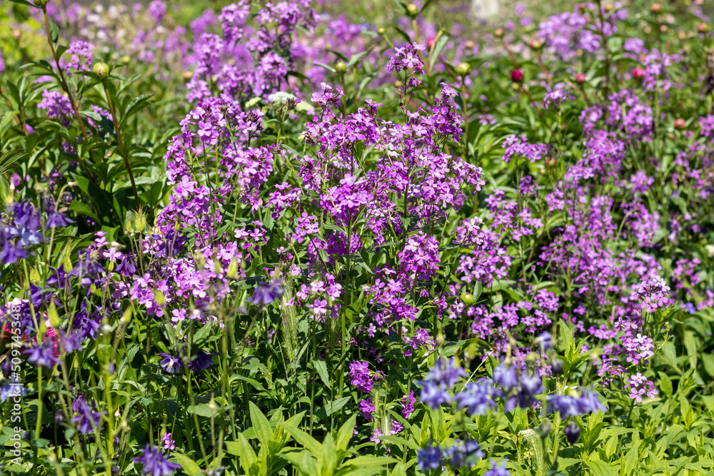 Glade with delicate flowers in shades of lilac and violet. Natural floral background for postcard or presentation. Selective focus. Glade with delicate flowers in shades of lilac and violet. Natural floral background for postcard or presentation. Selective focus.