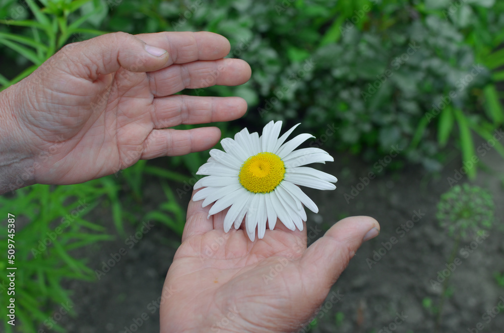 hands of an adult woman holding a chamomile hands of an adult woman holding a chamomile