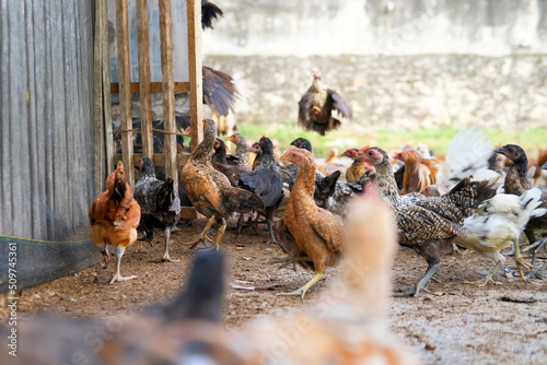 A group of chickens on the farm, organic chicken farm concept