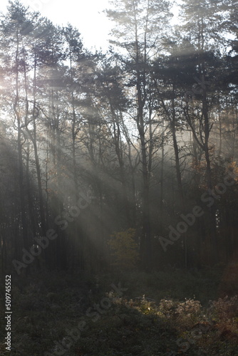 Sunshine flares in the Autumn forest