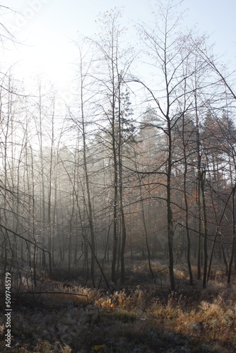 Sunshine flares in the Autumn forest