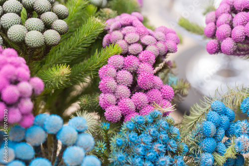 Colored scaly pompom flowers and green leaves，Brunia albiflora 
 photo