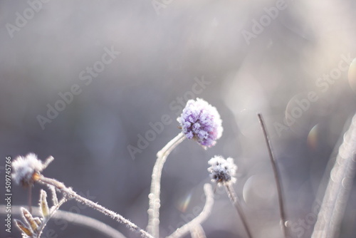 Frozen plants in winter landscape, macro shot © Ruchacz