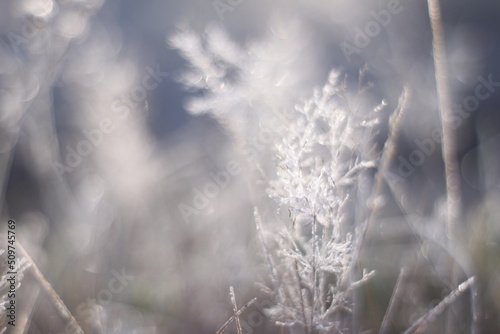 Frozen plants in winter landscape, macro shot