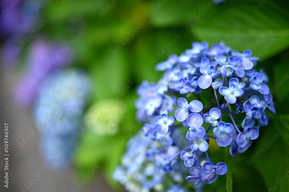 梅雨に鮮やかな紫陽花