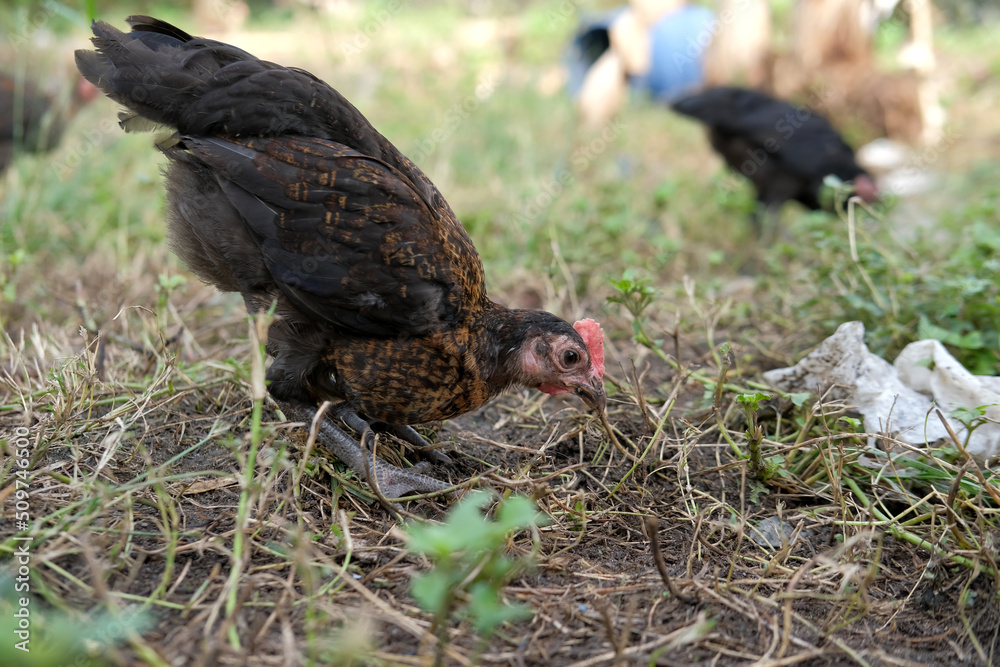 Obraz premium A group of chickens on the farm, organic chicken farm concept