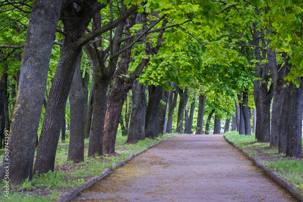 Alley in the spring park. Green young foliage of maples