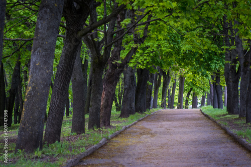 Alley in the spring park. Green young foliage of maples