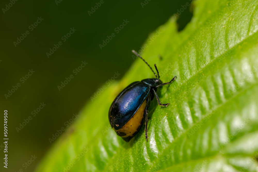 insectologie of a leaf beetle isolated close up insectologie of a leaf beetle isolated close up