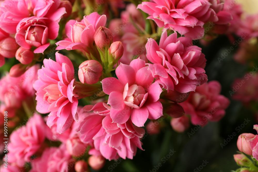 Kalanchoe flowers, close up and selective focus Kalanchoe flowers, close up and selective focus