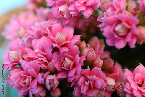 Kalanchoe flowers  close up and selective focus