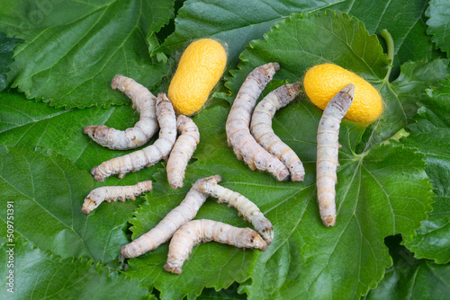 The silkworm is the larva or caterpillar of the domestic silkmoth, Bombyx mori. It is an economically important insect, being a primary producer of silk. photo