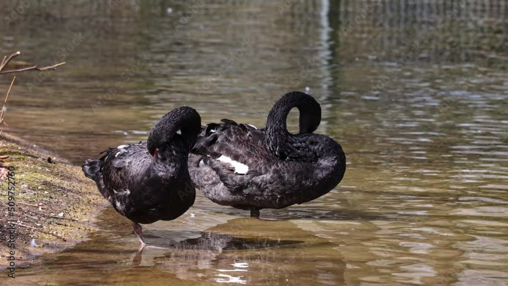 The Black Swan, Cygnus atratus is a large waterbird, a species of swan which breeds mainly in the southeast and southwest regions of Australia. The Black Swan, Cygnus atratus is a large waterbird, a species of swan which breeds mainly in the southeast and southwest regions of Australia.