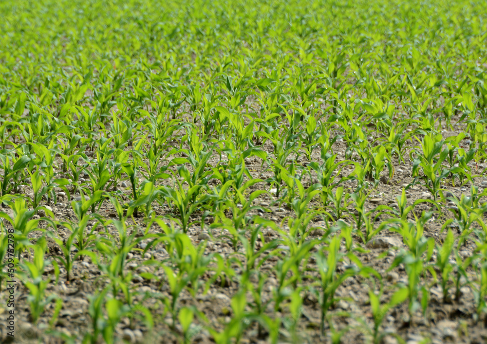 green grass field