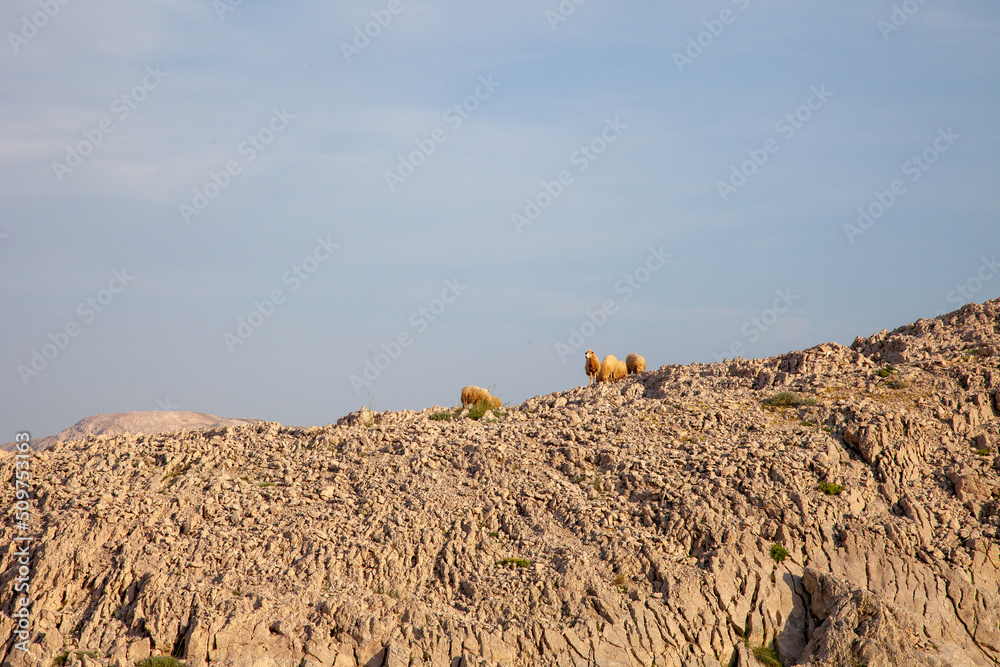 Sheep on the rocks