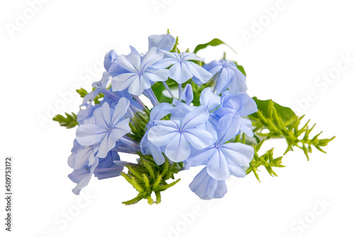 Blue jasmine flower, Scientific name; plumbago capensis
