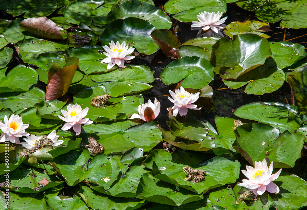 Pond with lilies and frogs
