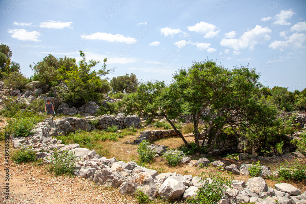 Ancient olive trees forest