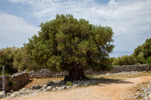 Ancient olive trees forest