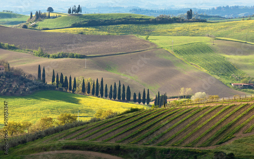 vineyard in region country