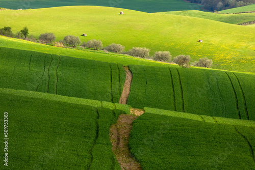 sheep in the meadow