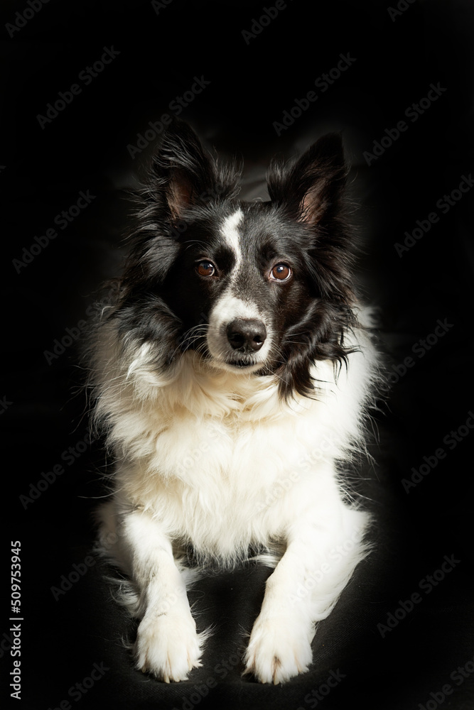 portrait of black and white dog border collie on black background