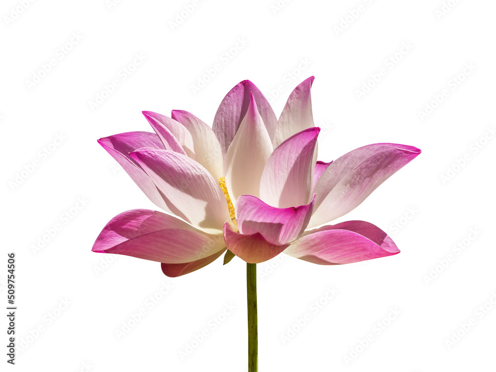Fototapeta premium lotus flower on white backround