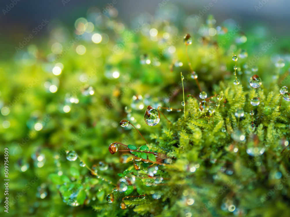nice macro detail of water drop on leaf or green fern nice macro detail of water drop on leaf or green fern