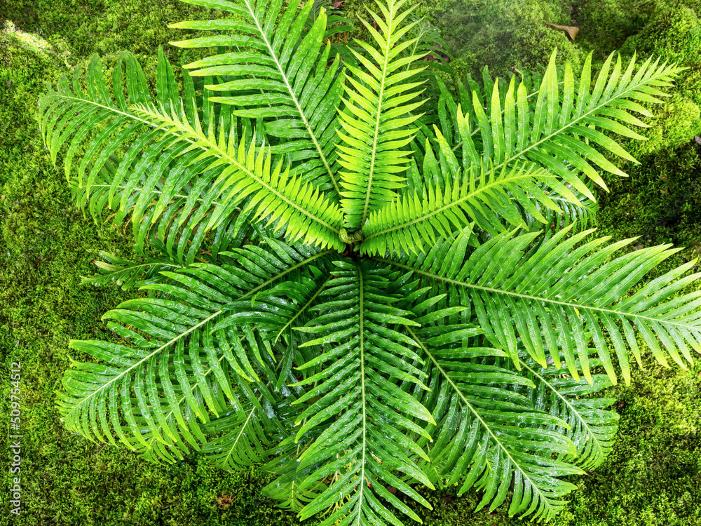 large fern fronds surround small leaves